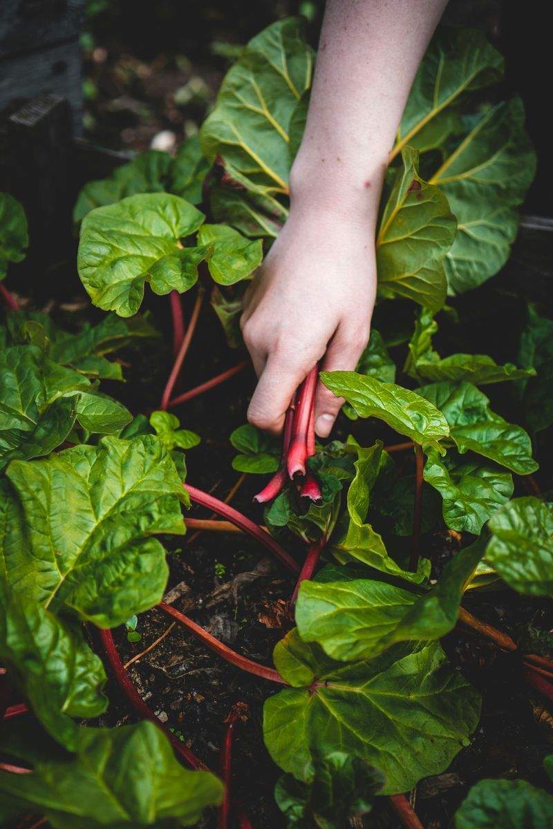 Spring Garden Prep Tips for a Healthy Start
