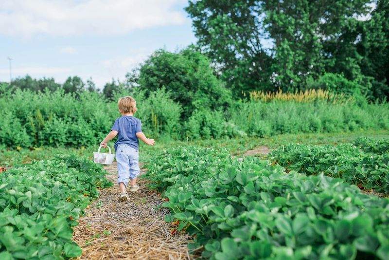 Garden design and planting plans